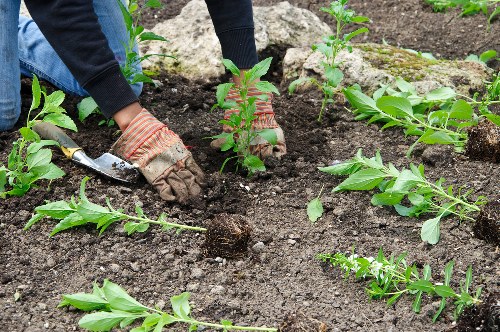 Soho gardeners working on an urban green space